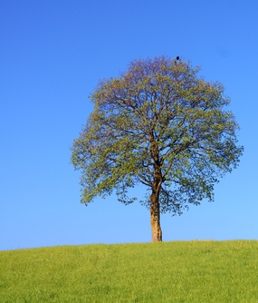  Trees and grass